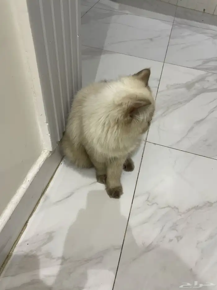 قط هملايا 1