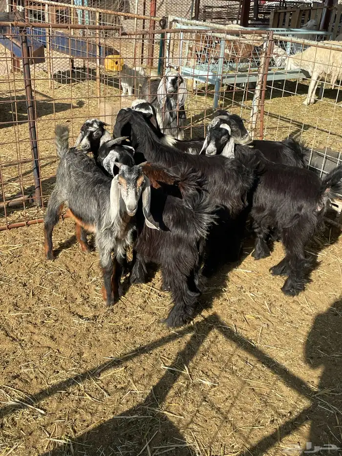 تيوس وجفرات 13