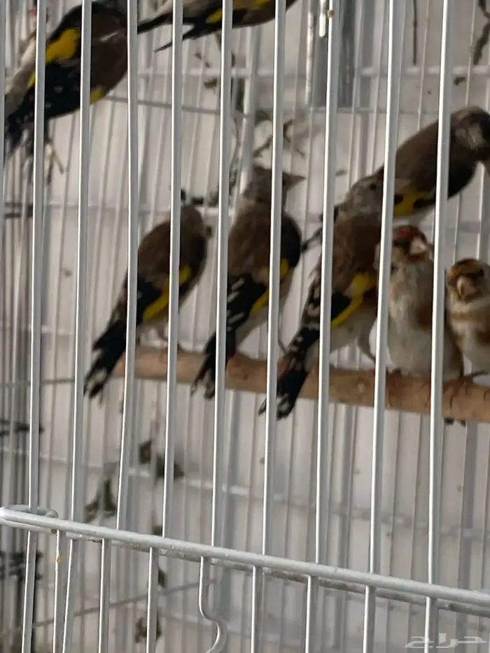 حسون سوري فراخ تم البيع 1