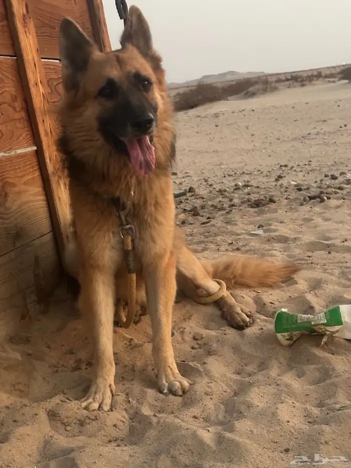 جيرمن وورك لاين ذكر 0