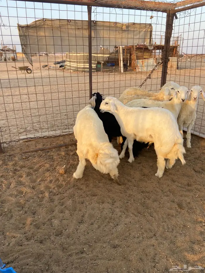 طليان ذبايح ضيوف وثلاجة مع ذبح وتوصيل. 4
