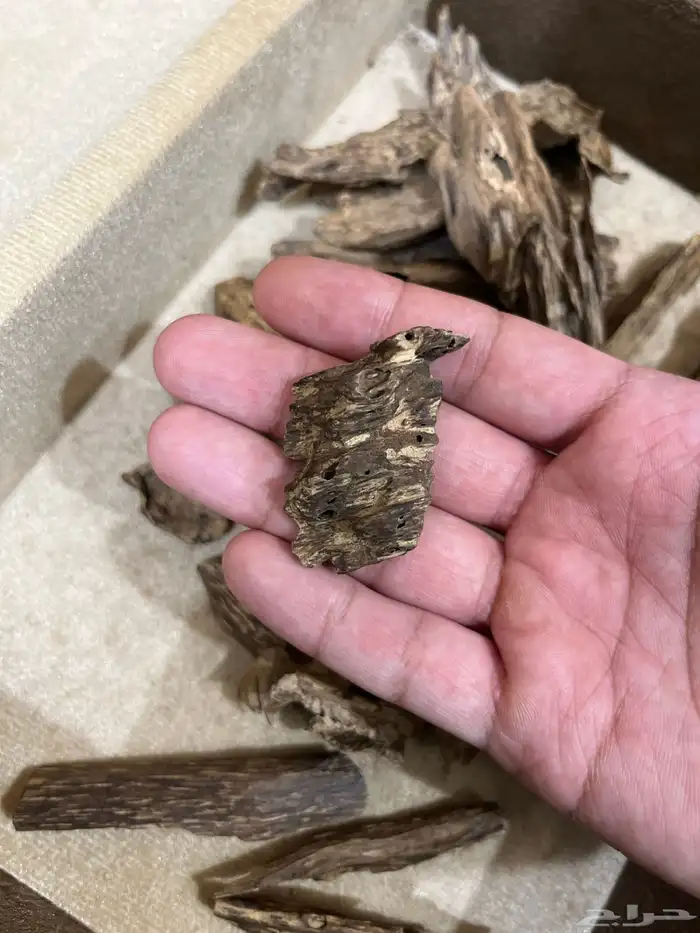 عود كلمنتان مالينو دبل سوبر ثقيل نقوة 5