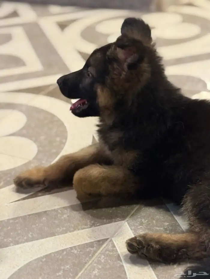 للبيع جرواي جيرمن ورك لاين . 1