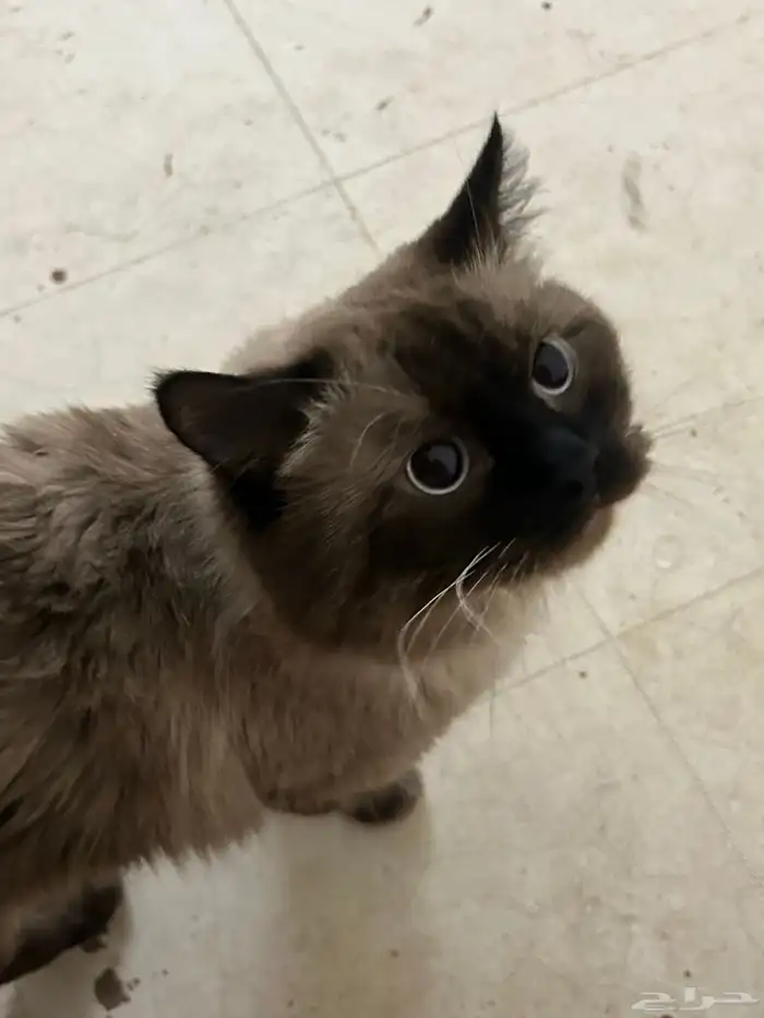 قط ذكر للتبني 0