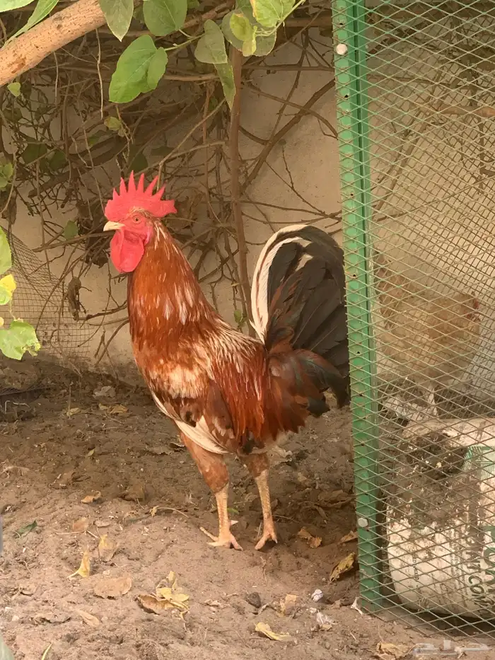 دجاج 5