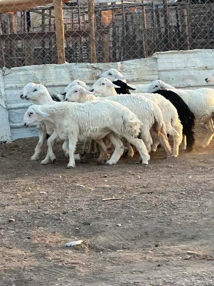 طليان حريه 3