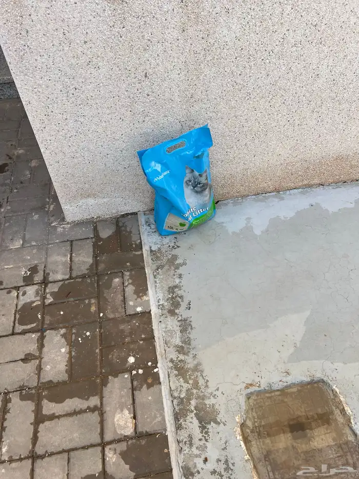 قطة للتبني الي يبغاها مع بيوتهم 2