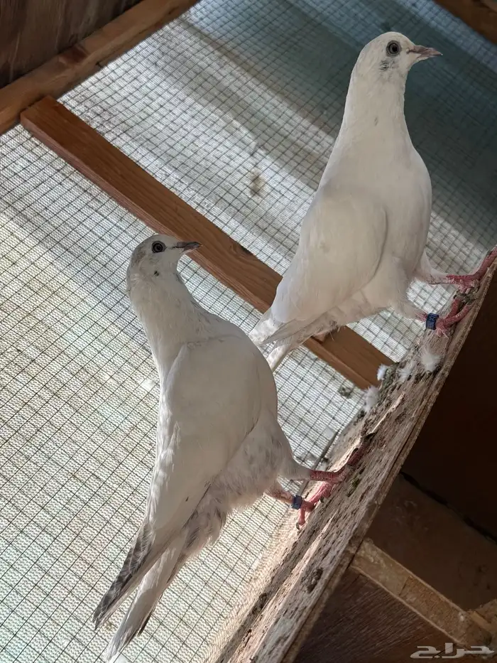 للبيع طبات الآب قولدن وألام وحشي 5