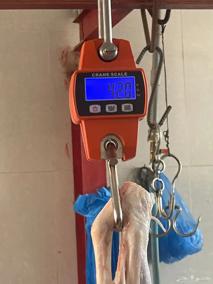 ذبايح نعيم - تيوس - حري 3