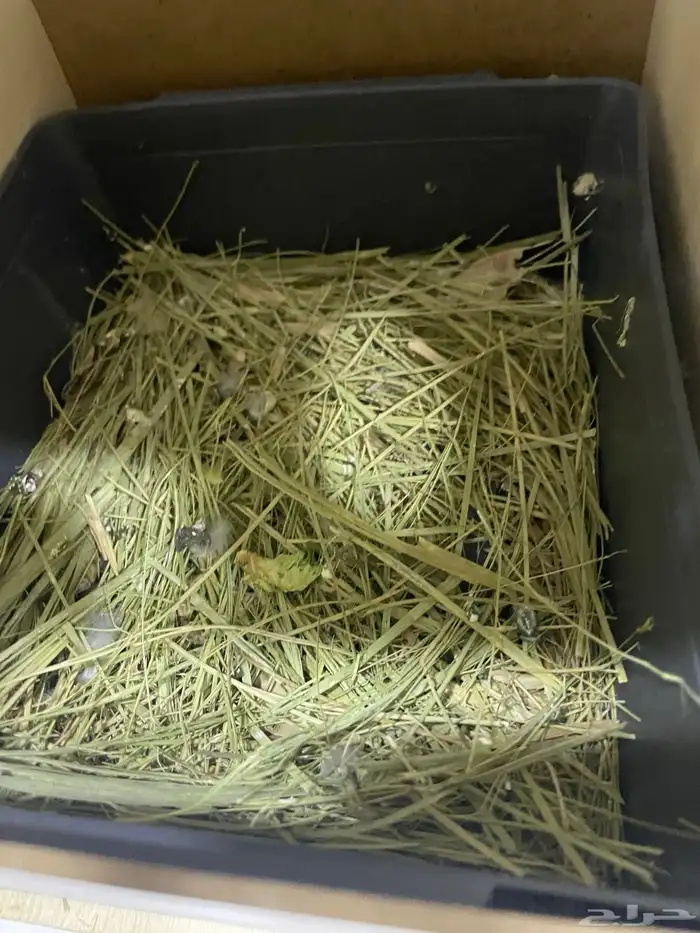 طير روز عصفور روز 10