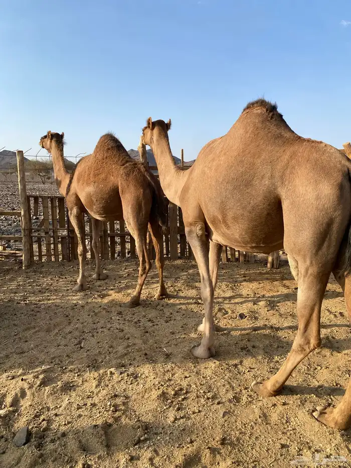 لقحات حمر ساحليات بواخر نياق القاني الحد من7500تمم البيعع 0