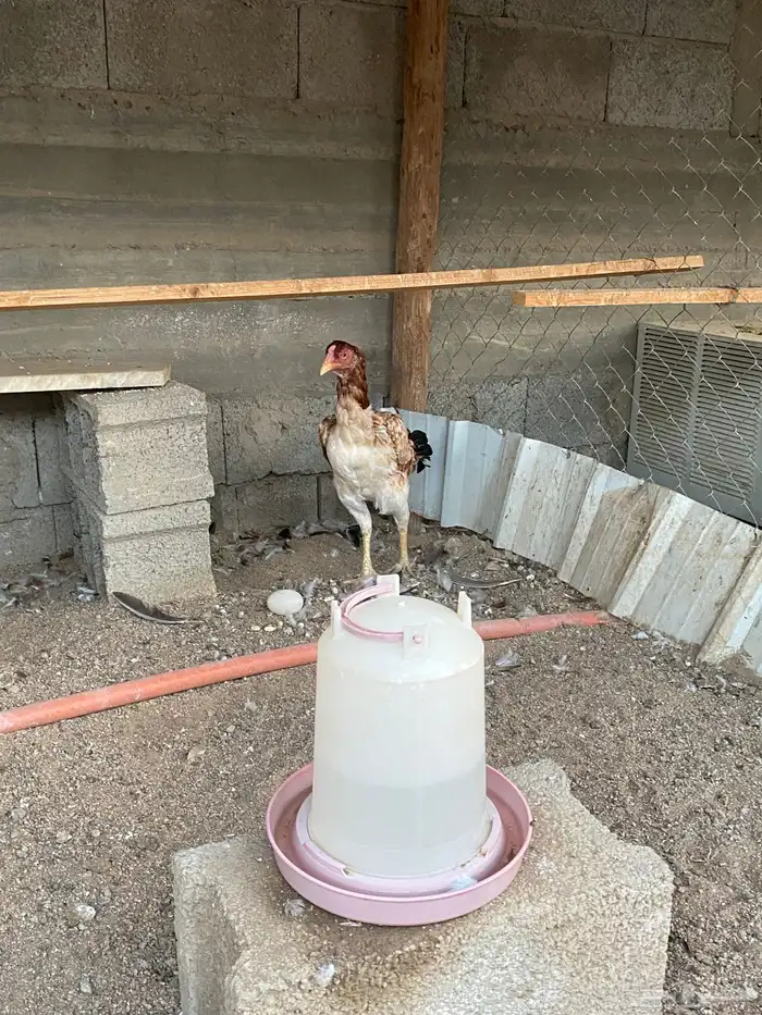 دجاجه شامو ياباني 2