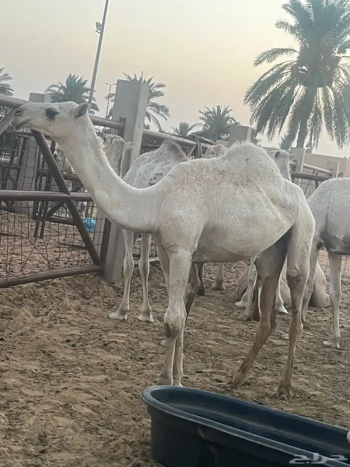 للبيع البكره الرمانيه 0