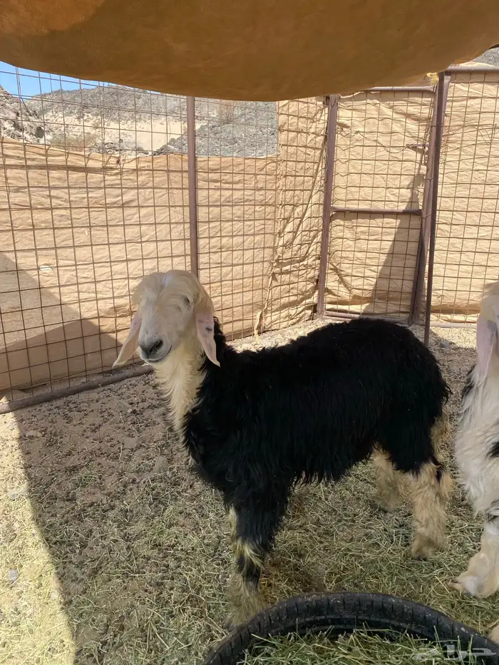 طليان نجاد 0