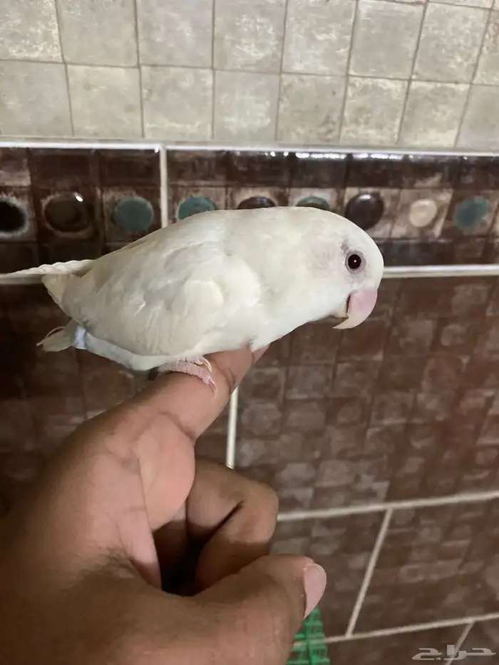 طير روز أليف عمره ثلاثه شهور ياكل حب مروض 1