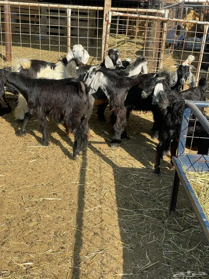 تيوس وجفرات 0