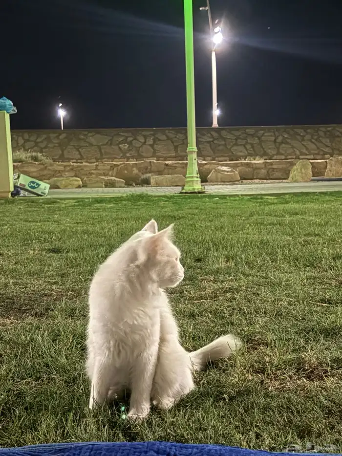 قطه تبني 3