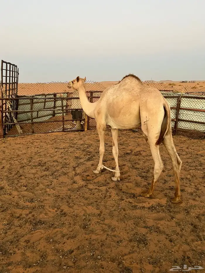 قعود هجن 1
