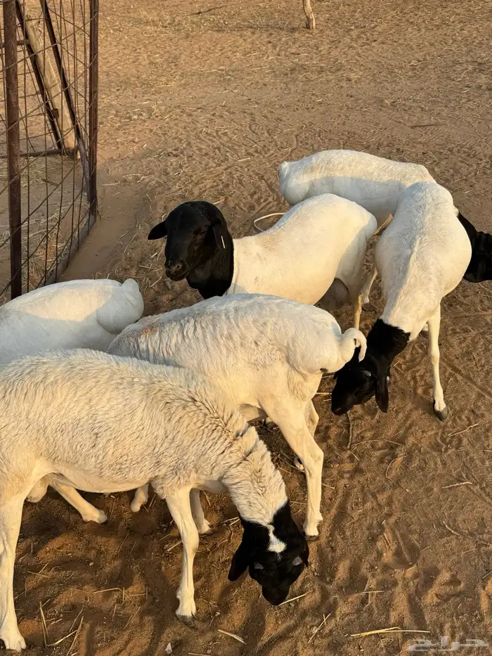 للبيع برابر 1