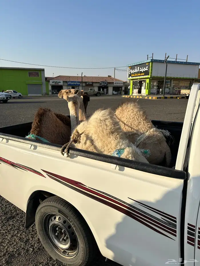 حشو قصب العدد ثلاثه 0