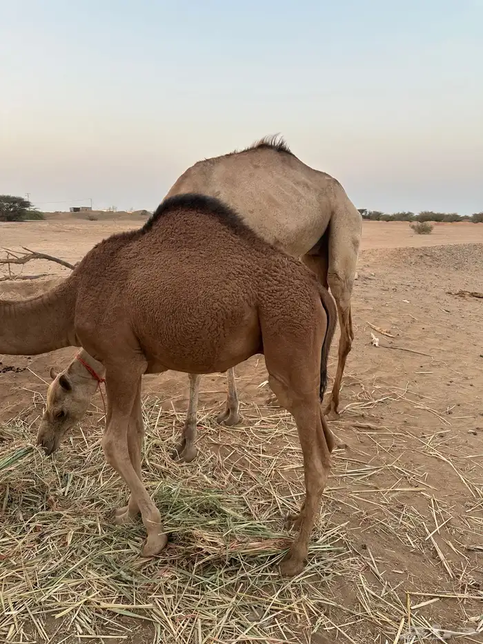 ثلاث حشو لحم للي عنده عرس ولا ملحمة أعمارها 10 شهور 15