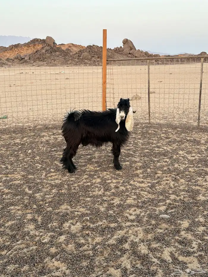 مشروع فحل عارضي صنف 1
