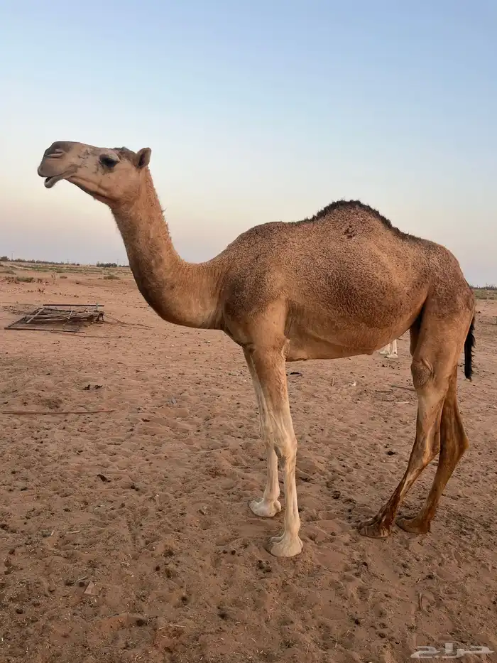 للبيع بكره لقيه 0