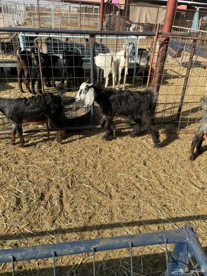 تيوس وجفرات 9