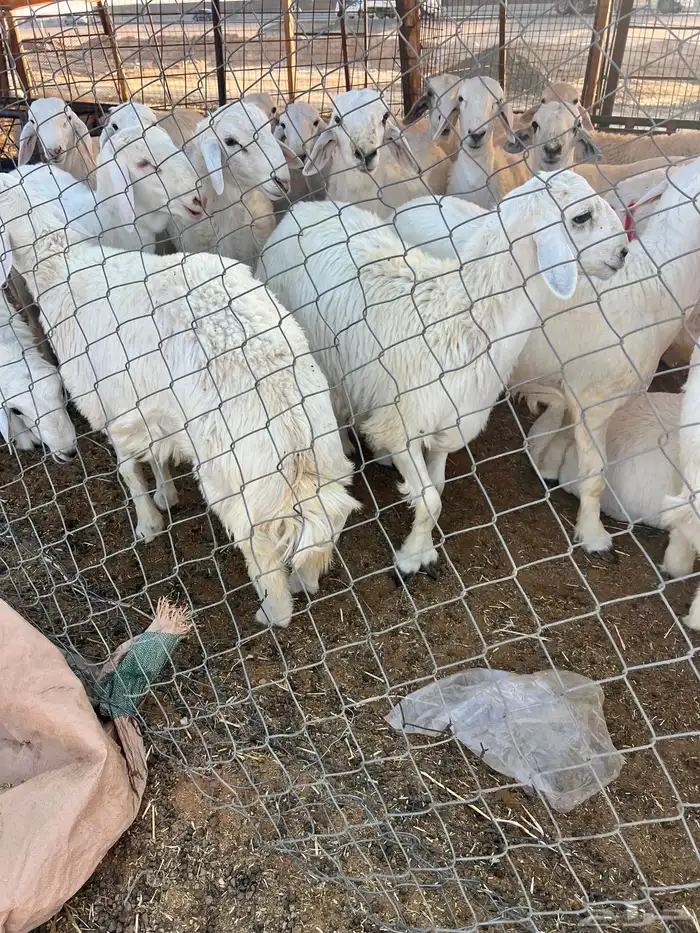 ذبائح ذبيحه 2