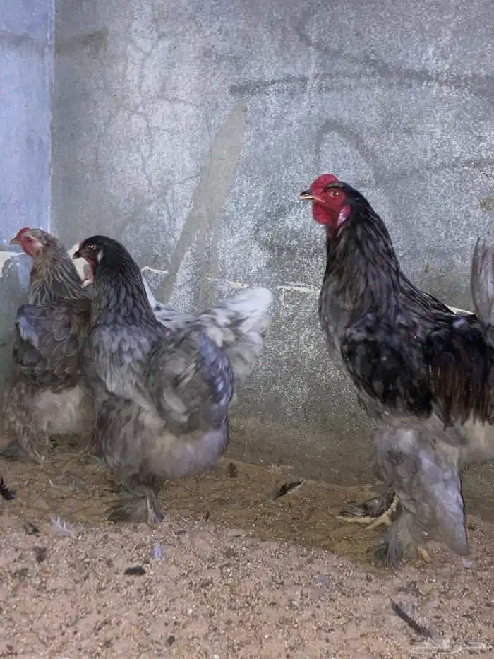 للبيع دجاج براهما أمريكي 6