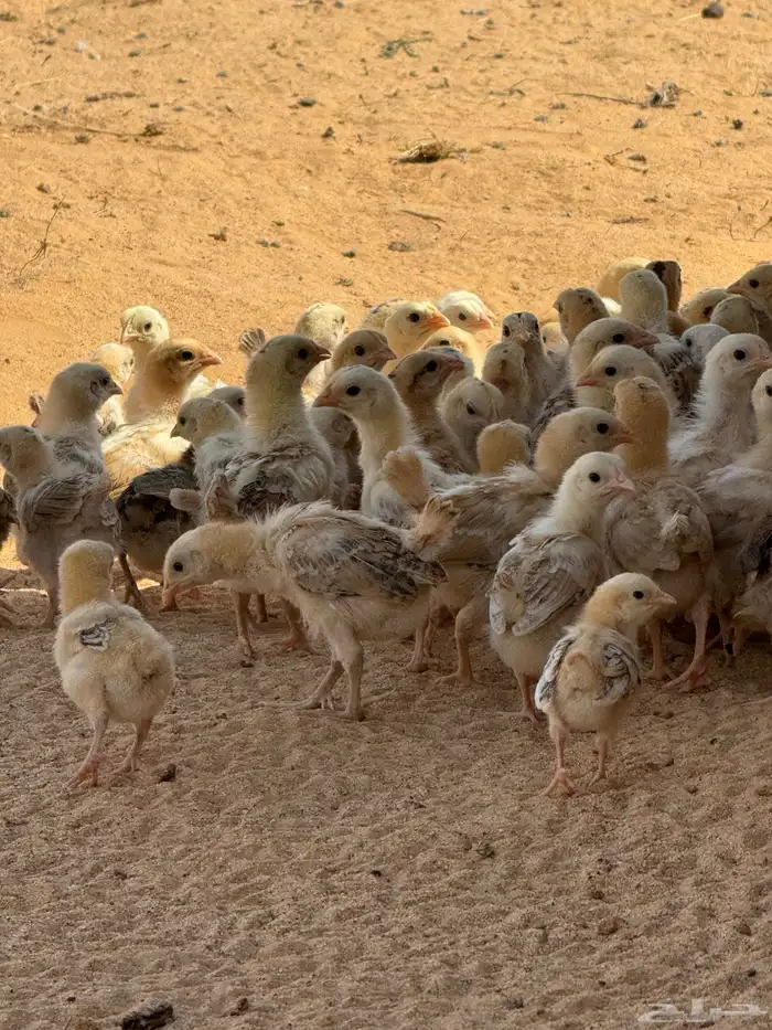 صوص دجاج العمر شهر واقل الصحه جيده بري 2