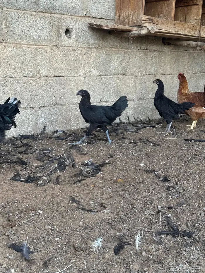 دجاج تركي اسود 17