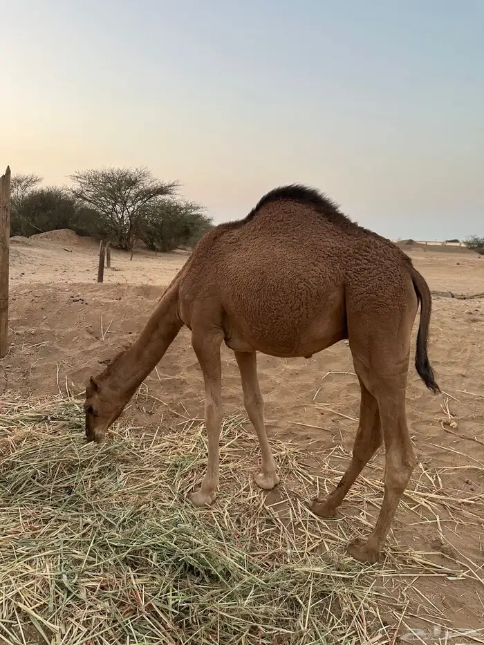 ثلاث حشو لحم للي عنده عرس ولا ملحمة أعمارها 10 شهور 11
