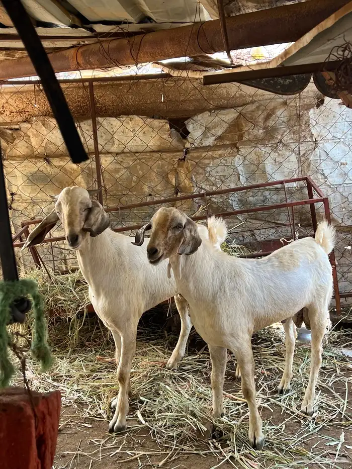تيوس مشاريع فحول 4