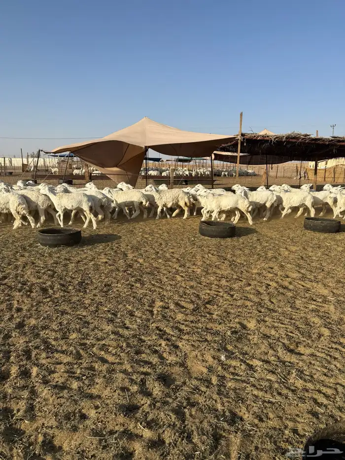 رخال حريات جذعات حرش 65 3