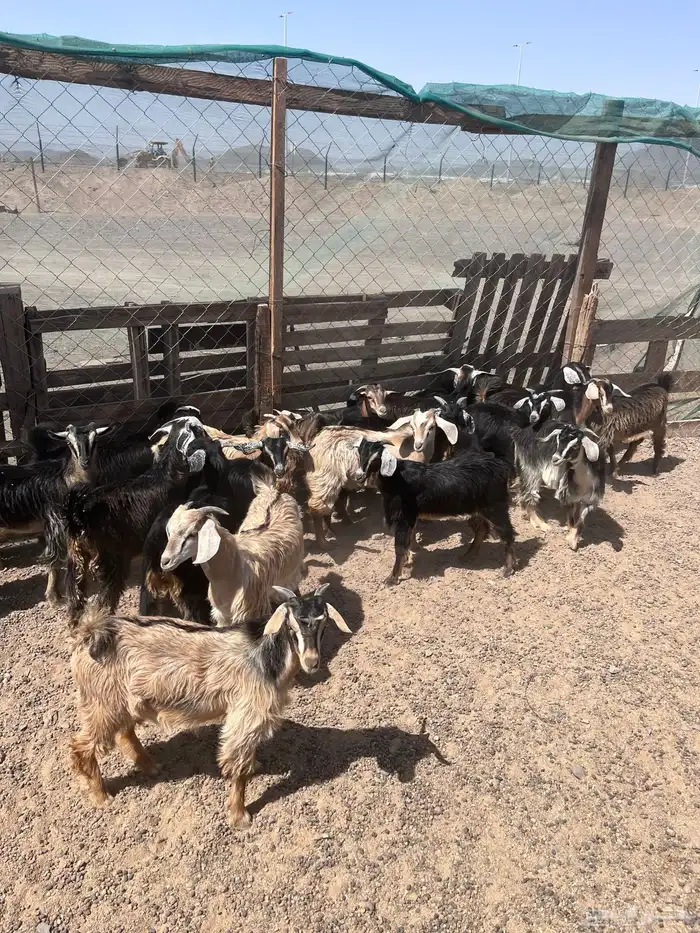 تيوس وجفار 4