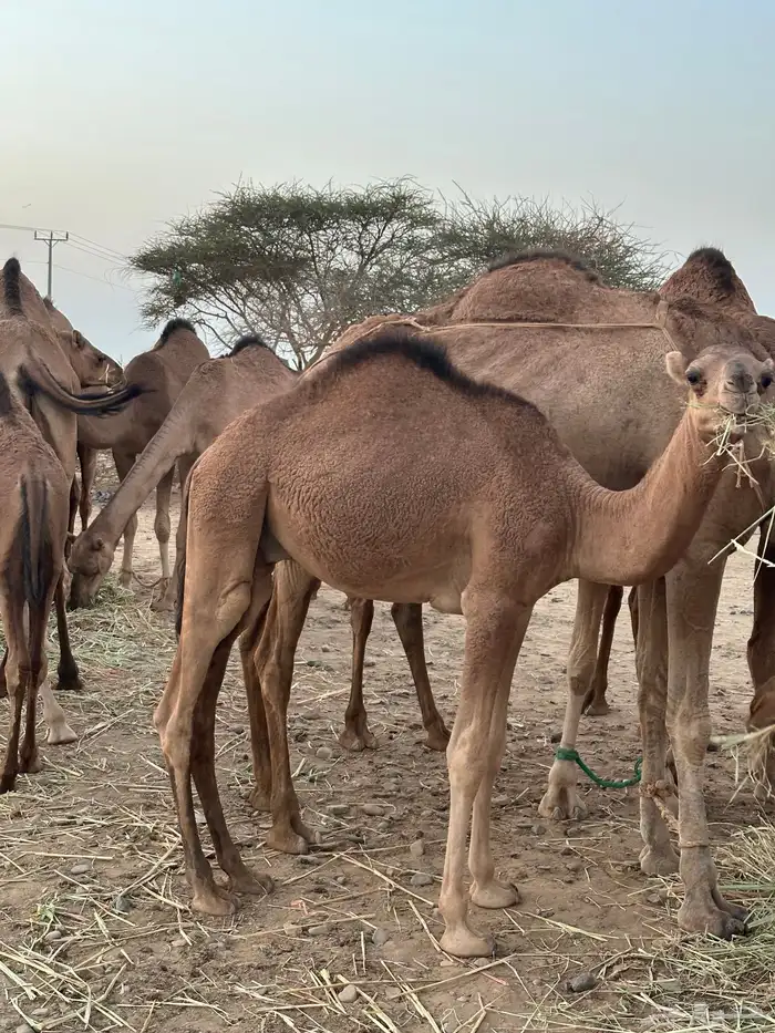 ثلاث حشو لحم للي عنده عرس ولا ملحمة أعمارها 10 شهور 4