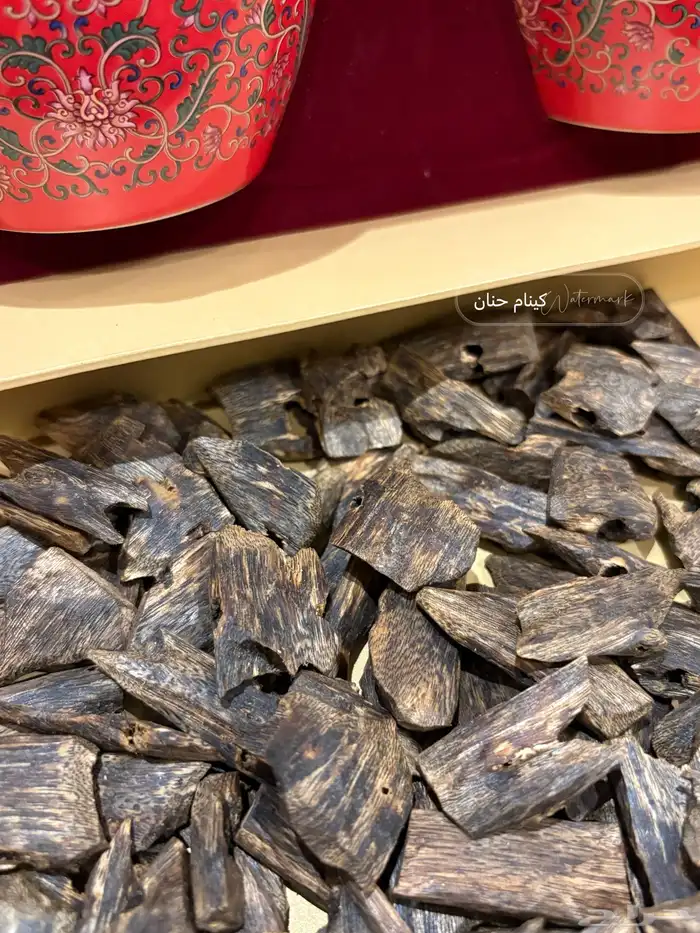 عود كينام مستزرع طبيعي 3