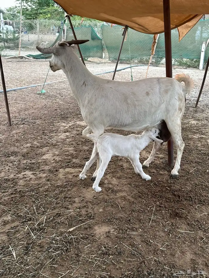 عنز بيشيه عفرا فاخره تحتها تيس 3