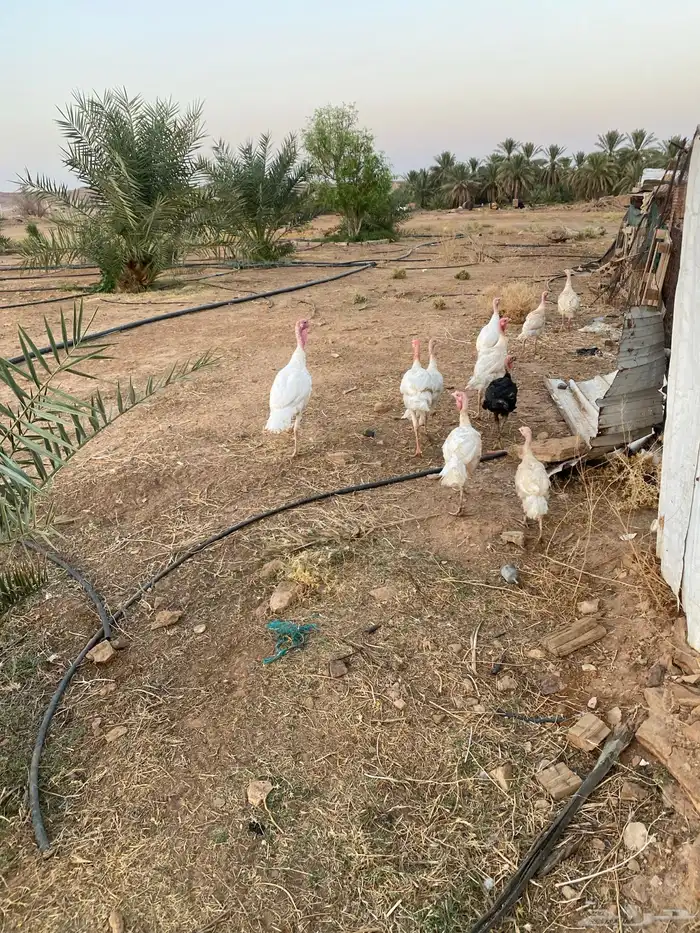 بكيني العمر اقل من سنه العددسبعه حبات 0