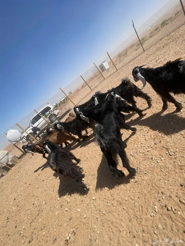 ذبايح نعيم - تيوس - حري 6