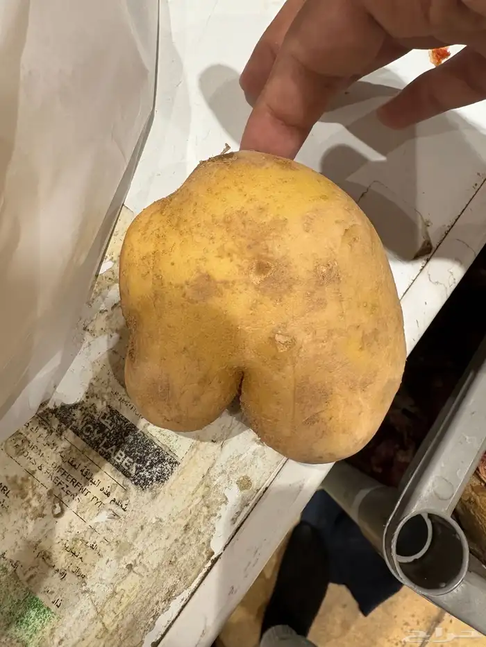 بطاط 1