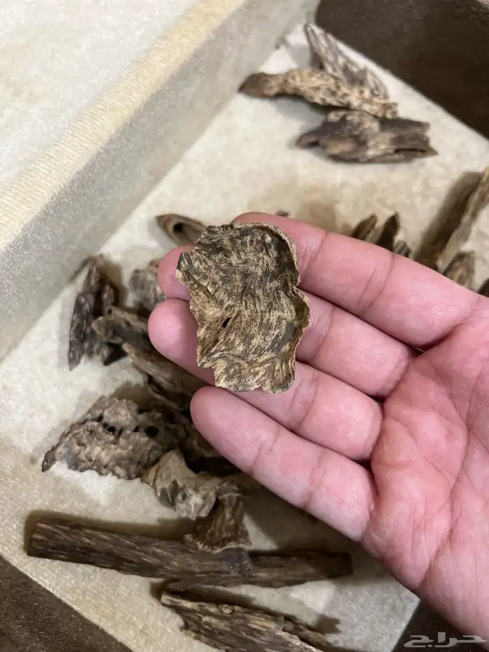 عود كلمنتان مالينو دبل سوبر ثقيل نقوة 4