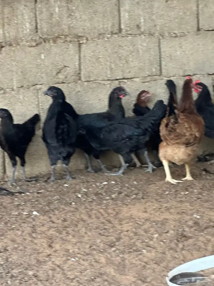 دجاج تركي اسود 7