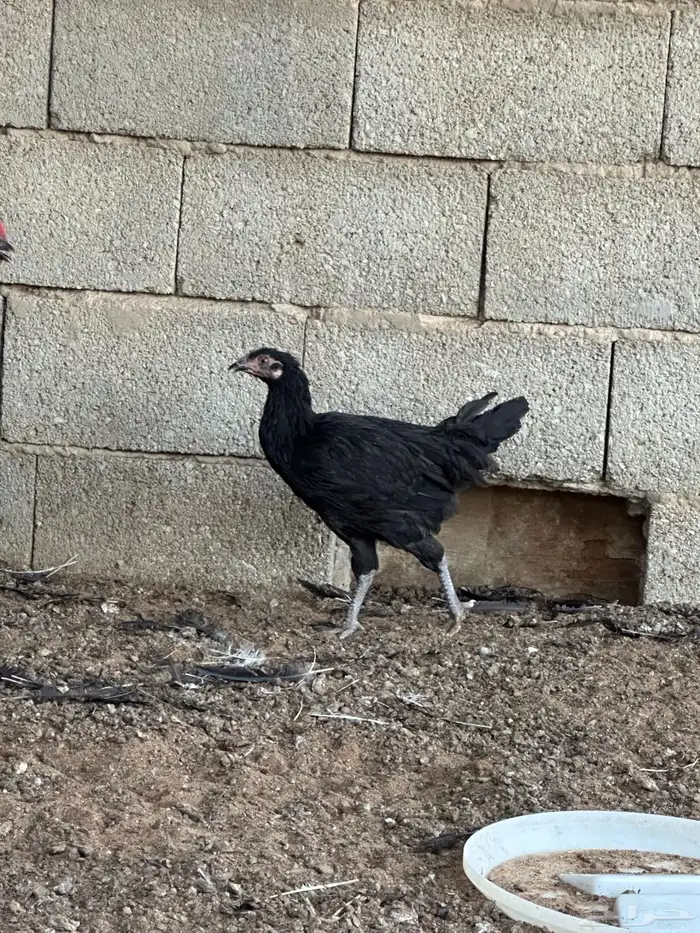 دجاج تركي اسود 0