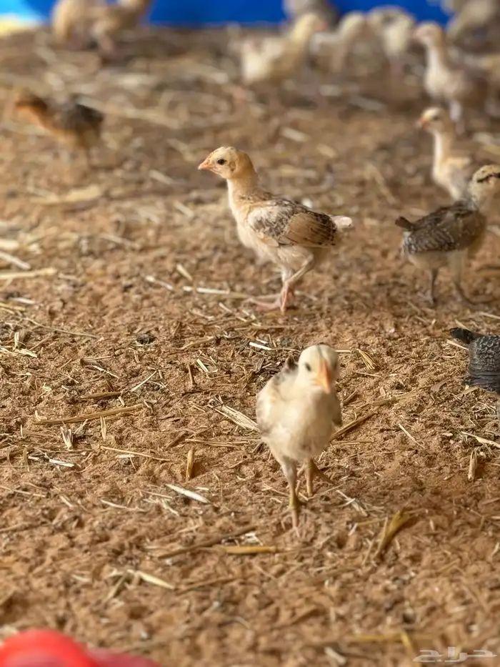 صوص دجاج العمر شهر واقل الصحه جيده بري 1