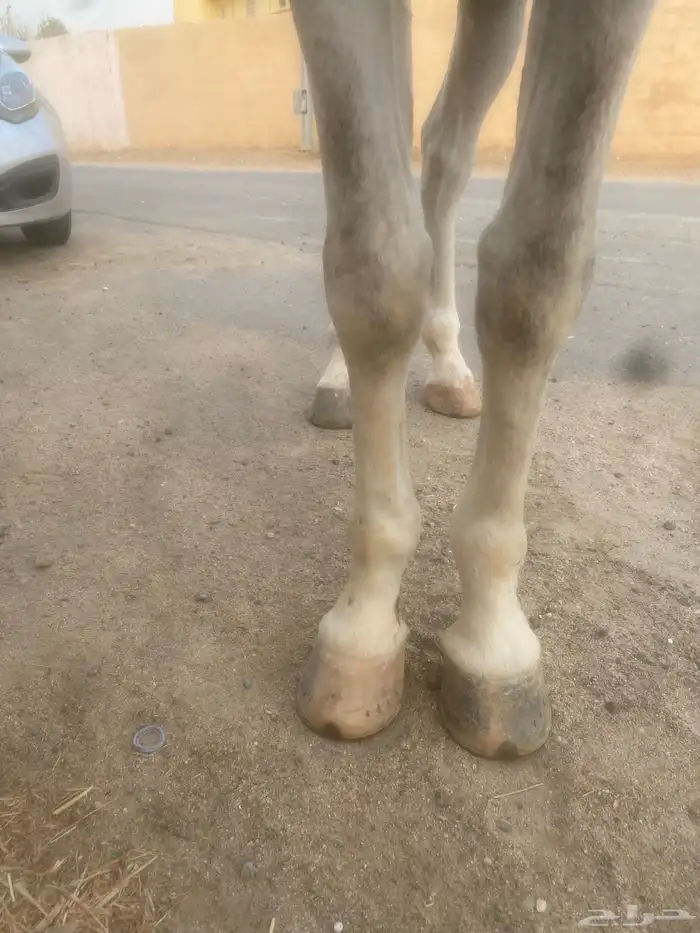 خيل عربي اصيل 0