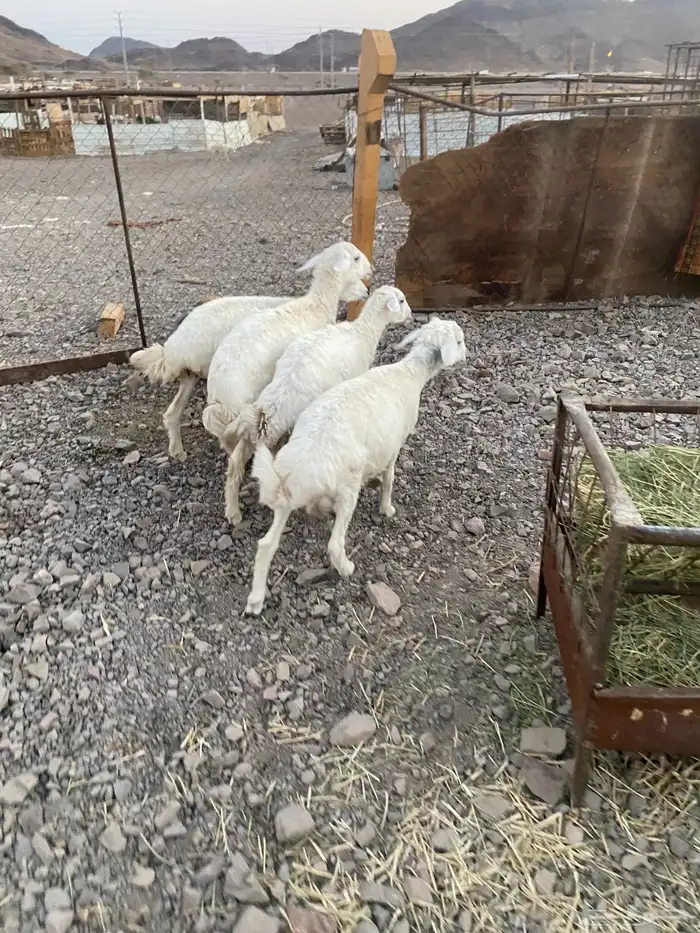 طليين ورخلين نضيفه ومقفله شحم عمارها حول 5 شهور 0