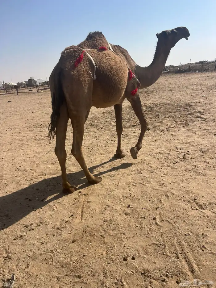 للبيع عشراء صفراء تحتها بكرة 1
