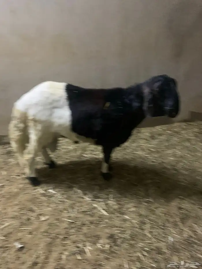 خروف ساكلي 2